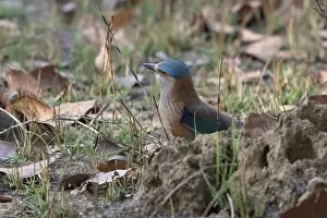 Hindu Roller (Coracias benghalensis)