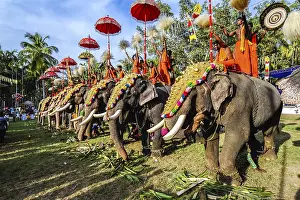 Hindu temple festival with many elephants