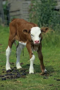 Hinterwalder cattle, Hinterwalder 1 day old calf<br> Hinterw?lder cattle