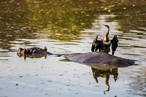 Hippo with cormorant, Hippo Lodge at Mlilwane Wildlife Sanctuary