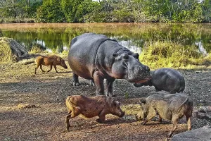 Hippo feeding with warthogs, Hippo Lodge at Mlilwane Wildlife Sanctuary