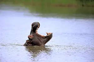 Hippo (Hippopatamus amphibius)