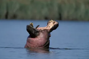 Hippo (Hippopotamus amphibius)