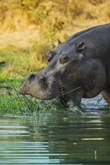 Hippo (Hippopotamus amphibius)