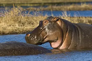 Hippo (Hippopotamus amphibius)