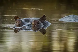 Hippo (Hippopotamus amphibius)