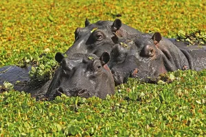 Hippo (Hippopotamus amphibius)