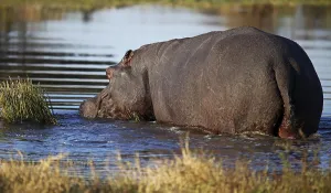 Hippo (Hippopotamus amphibius) in Moremi Game Reserve
