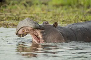Hippo (Hippopotamus amphibius) with open mouth in water