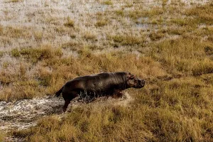Hippo (Hippopotamus amphibius) in the swamp area
