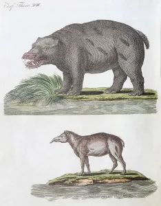 Hippo (Hippopotamus amphibius) and Tapir (Tapirus)