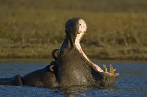 Hippo (Hippopotamus amphibius) yawning