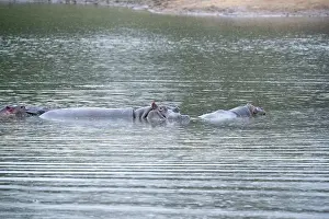 Hippo, Kruger National Park, South Africa