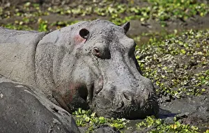 Hippo at South Luangwa National Park
