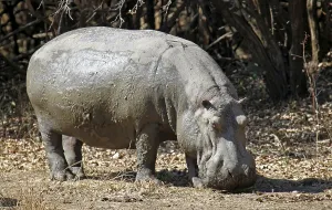 Hippo at South Luangwa National Park