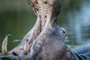 Hippo yawning in the water in the Kruger National Park