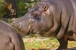 Two hippopotamus or hippo (Hippopotamus amphibius)