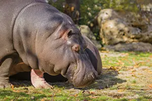 Two hippopotamus or hippo (Hippopotamus amphibius)