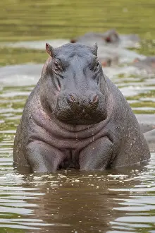 Funny Animal Prints: Hippopotamus, hippo (Hippopotamus amphibius)