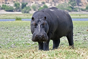 Hippopotamus or Hippo (Hippopotamus amphibius) at the Chobe River