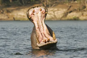 Hippopotamus or Hippo (Hippopotamus amphibius) with a open jaw in the Chobe River