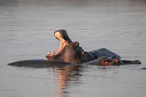 Hippopotamus (Hippopatamus amphibius)