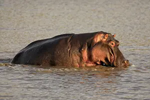 Hippopotamus (Hippopatamus amphibius)