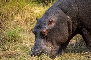 Hippopotamus (Hippopatamus amphibius)