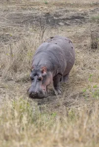 Hippopotamus (Hippopatamus amphibius) grazing