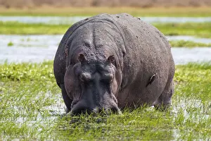 Hippopotamus (Hippopatamus amphibius) grazing