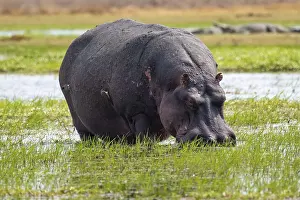 Hippopotamus (Hippopatamus amphibius) grazing