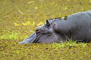 Hippopotamus (Hippopatamus amphibius) hiding in the swamp