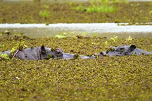 Hippopotamus (Hippopatamus amphibius) hiding in the swamp