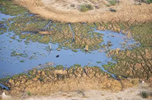 Hippopotamus (Hippopatamus amphibius) in water