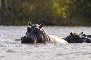 Hippopotamus (Hippopatamus amphibius) in water