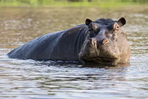 Hippopotamus (Hippopatamus amphibius) in the water