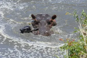 Hippopotamus (Hippopotamus amphibious) hunting and killing wildebeest calf