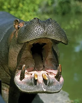 Hippopotamus (hippopotamus amphibius)