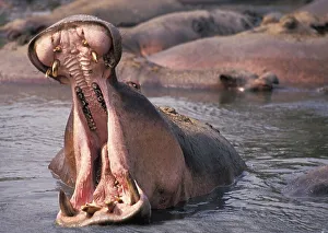 Hippopotamus (hippopotamus amphibius)