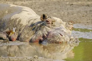 Hippopotamus (Hippopotamus amphibius)
