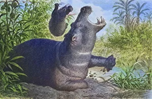 Hippopotamus (Hippopotamus amphibius)
