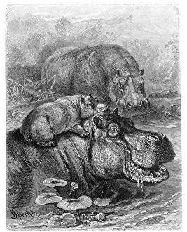 Hippopotamus (Hippopotamus amphibius)