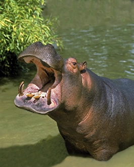 Hippopotamus (hippopotamus amphibius)