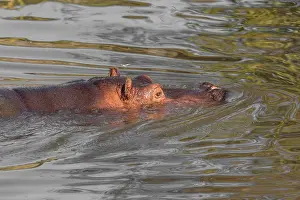 A hippopotamus (Hippopotamus amphibius)