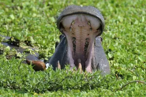 Hippopotamus (Hippopotamus amphibius)