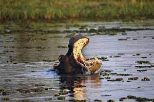 Hippopotamus (hippopotamus amphibius)