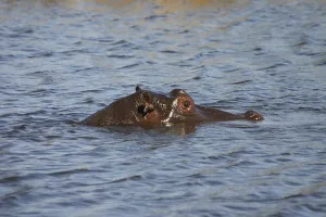 Hippopotamus (Hippopotamus amphibius)