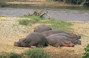 HIPPOPOTAMUS (hippopotamus amphibius)