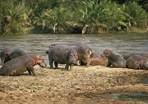 HIPPOPOTAMUS (hippopotamus amphibius)