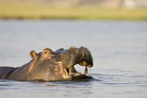 Hippopotamus (Hippopotamus amphibius) in the Chobe River